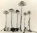 Mycena tenax image