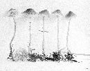 Mycena tenax image