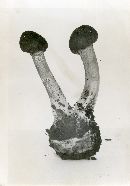 Elaphocordyceps capitata image