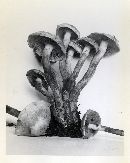 Pholiota alnicola image