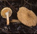 Suillus decipiens image