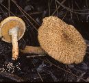 Suillus decipiens image