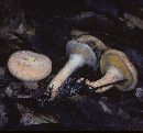 Suillus decipiens image