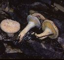 Suillus decipiens image