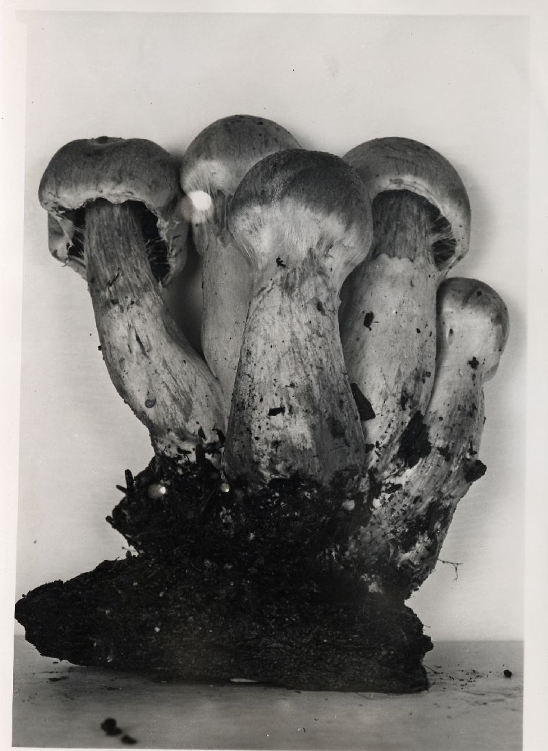 Cortinarius caesiifolius image