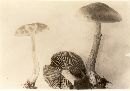 Cortinarius caninus image