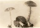 Cortinarius caninus image