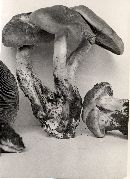 Cortinarius caninus image