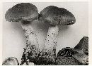 Cortinarius caninus image