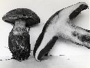 Cortinarius cyanites image