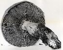 Cortinarius cyanites image