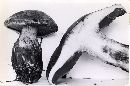 Cortinarius cyanites image