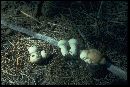 Lycoperdon molle image