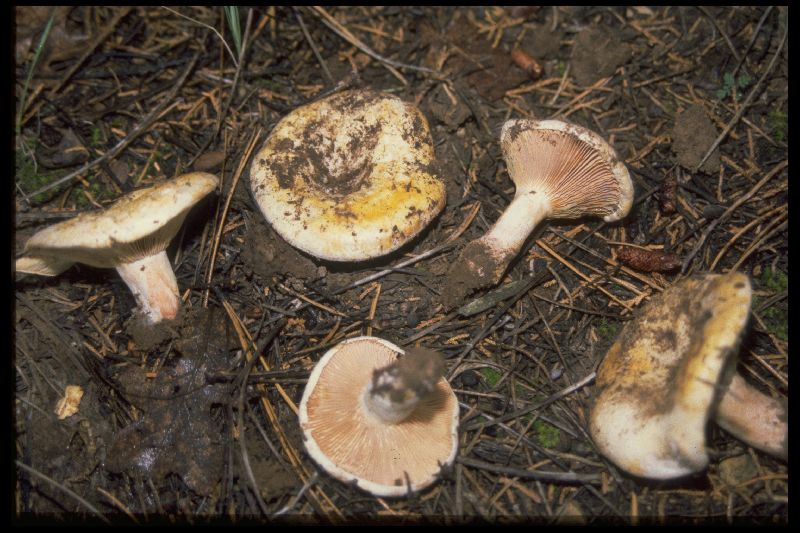 Lactarius barrowsii image