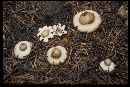 Geastrum fimbriatum image