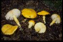 Armillaria straminea image