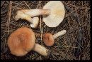 Lactarius vinaceorufescens image