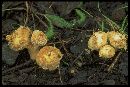 Lycoperdon calvescens image