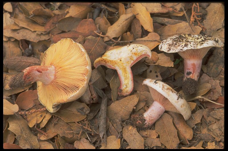 Lactarius barrowsii image