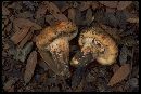 Armillaria zelleri image