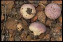 Lycoperdon rimulatum image