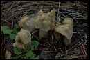 Helvella crispa image