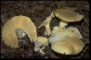 Leucopaxillus paradoxus image