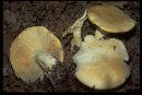 Leucopaxillus paradoxus image