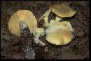 Leucopaxillus paradoxus image