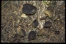 Helvella leucomelaena image