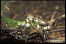 Mycena murina image