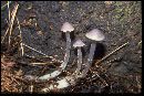 Mycena murina image