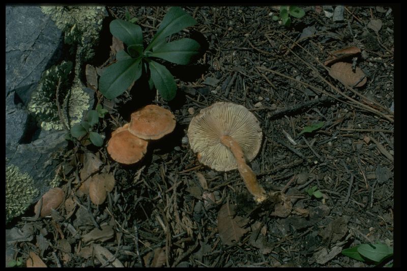 Cystoderma terrei image