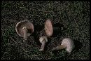 Agaricus silvicola image
