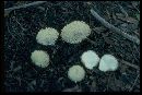 Lycoperdon pulcherrimum image