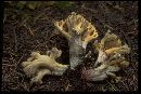 Ramaria flavobrunnescens image