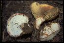 Lactarius barrowsii image