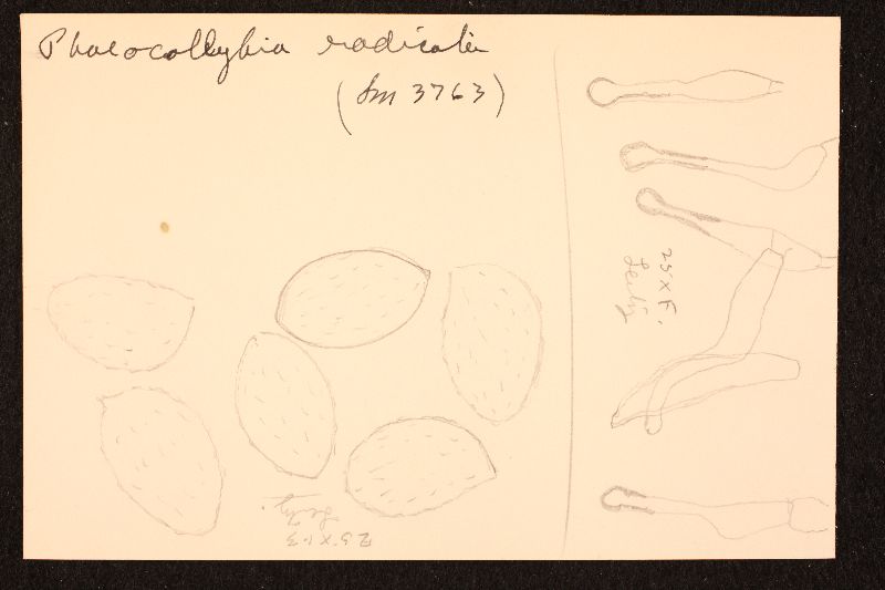 Phaeocollybia radicata image