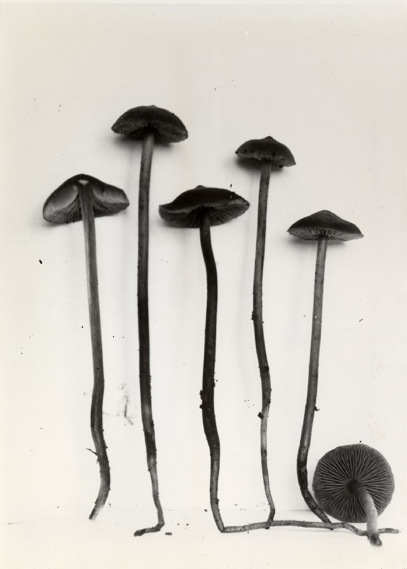 Phaeocollybia radicata image