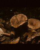 Lactarius mutabilis image