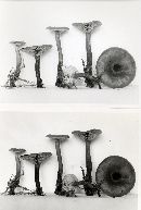 Lactarius oculatus image