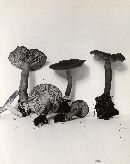 Lactarius occidentalis image