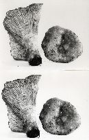 Lactarius olympianus image