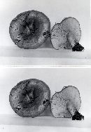 Lactarius olympianus image