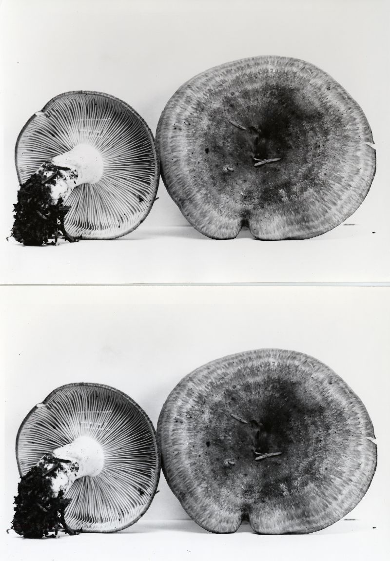 Lactarius olympianus image