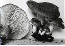 Lactarius olympianus image