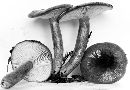 Lactarius pseudomucidus image