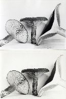 Lactarius rufus image