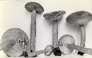 Lactarius subflammeus image