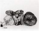 Lactarius substriatus image